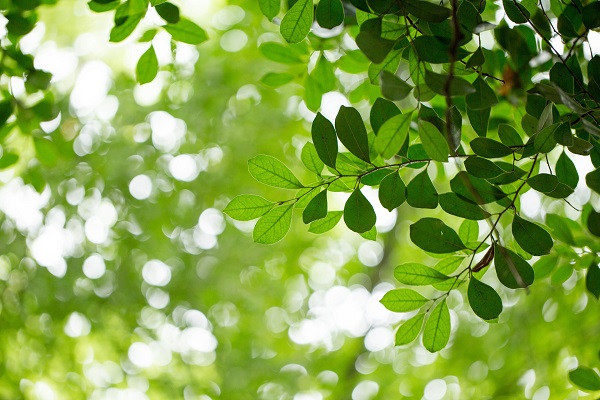 1623910111858718.jpg 攝圖網(wǎng)_500119598_banner_自然綠色樹葉素材(企業(yè)商用).jpg