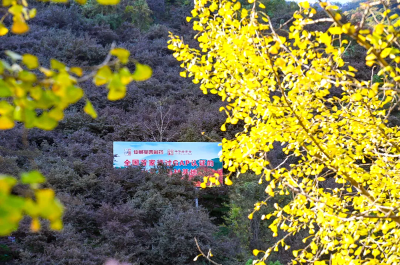 1753780635452156.png 仲景宛西制藥山茱萸基地帶牌照.png