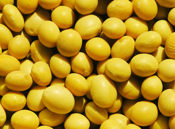 過(guò)量食用黃豆，影響男性性征減少精子數(shù)量